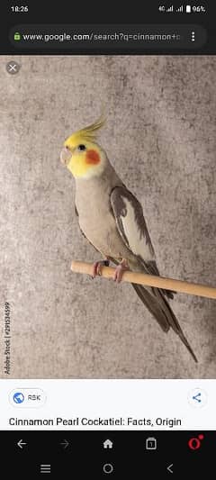 Cockatiel Male & Love Birds Males for Sale & Exchange with Females