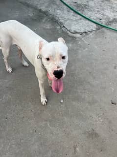 Pure breed of dogo  Argentino is for sale