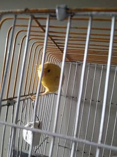 Canary urgent for sale