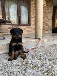 Rottweiler female top quality pup available