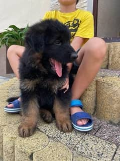 German Shepard Tripple coat Long hair puppies are for forever Home