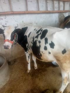 cow for sale. . two months pregnant. .