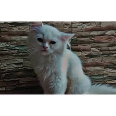 cat Persian 10 months