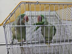young pair raw parrots tamed
