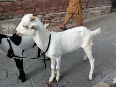 Pure Taddi Bakra only white wala