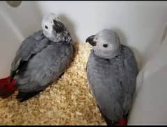 African grey parrot chicks urgent for sale 03144646382