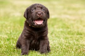 chocolate Labrador puppy for sale