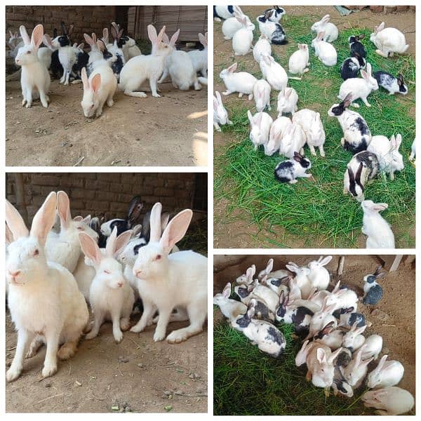 Beautiful Healthy Rabbits For Sale 1