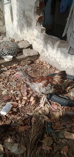 Aseel hen with 5 Chicks.