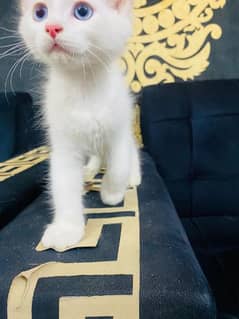 PERSION CAT BLUE EYES ALL OK Contact whatapp pr 03705962863