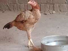 Aseel hen , pure aseel murghi, Kurak, egg laying hens (03445783416)