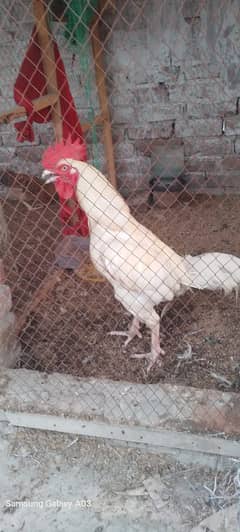 WHITE ASEEL PAIR FOR SALE