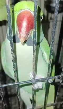 Parrot for sale talking tame