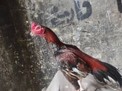سندھ بریڈ کا مرغا مرغی ہے پیر ہیں فور سیل ہے لوکیشن کراچی کی ہے