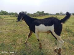 goat male pair for sale