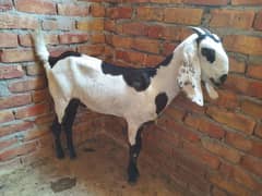 2Month Pregnent Goat For Sale