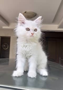 Female Persian Kitten for sale