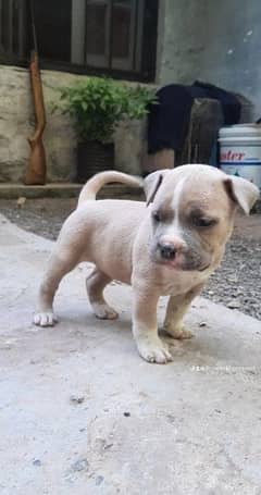 American Bully,Grand daughter of Johnny Bravo Imported line