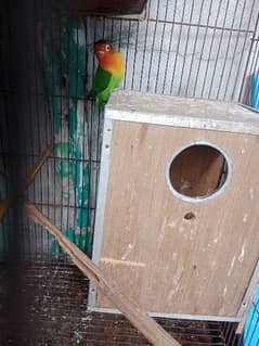 love bird male. for sale