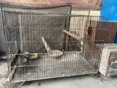 Cages For Sale