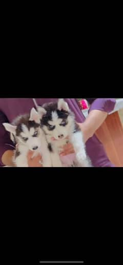 beautiful husky babies for sell