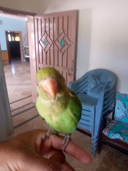 ringneck parrot hand time 1