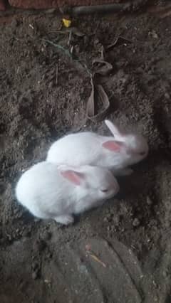 Rabbits kids