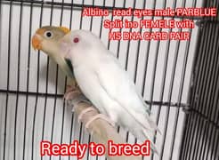 albino read eyes male parblue split ino FEMELE with DNA card pair