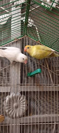 Albino Parblue Pestalino Breeders with DNA Blue fisheri Birds & Cages