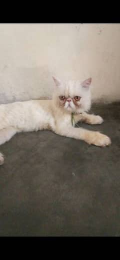 piki female young cat for sale age is 9 months