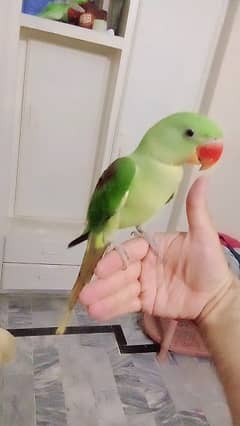 Green Raw  parrot self chick handtame