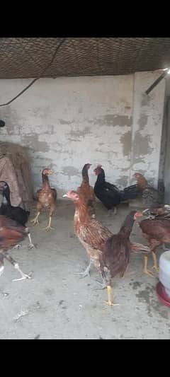 Assel Chicks Available for sale