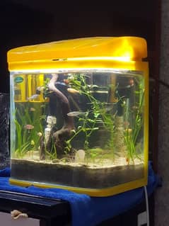 Imported Glass aquarium for sale
