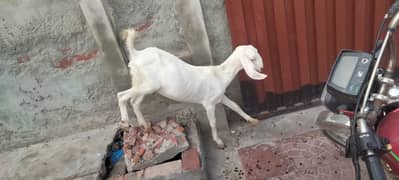 Female Goats for sale