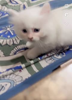 Persian Female Kitten odd eyes