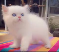 Baby Persian cat male and female