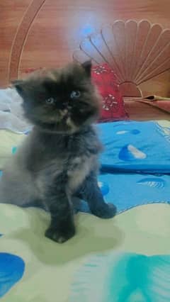 Persian Cats for Sale