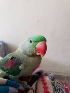 Green RAW PARROT age (2 years 4 months)