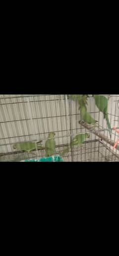 green parrots for sale