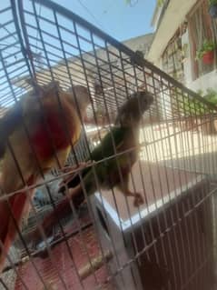 conure