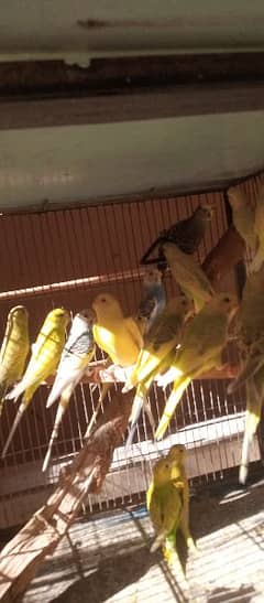 Budgies