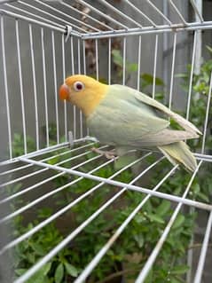 Love Birds / Fisher / Opline / Home breed / Parrots