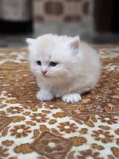 beautiful triple coat kitten for sale