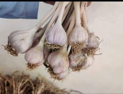 daisi garlic