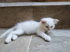 Persian white kittens for sale