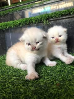 Persian Triple Coated Cute Kittens