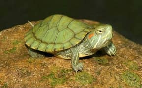 red ear slider turtle