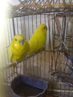 budgie parrots