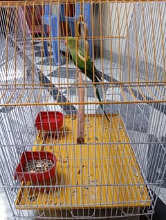 Ringneck Parrot femle for sale