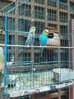 active Australian hogoromo pair with lying eggs n cage + accessories,